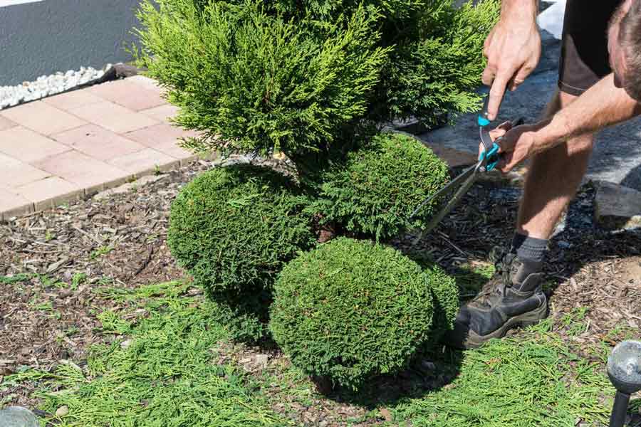 Hedge Trimming