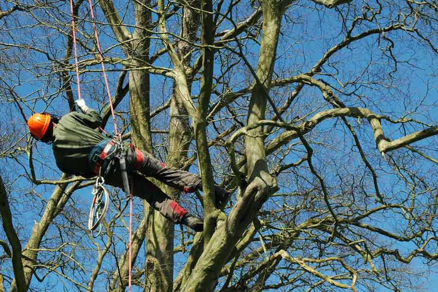 Tree Pruning