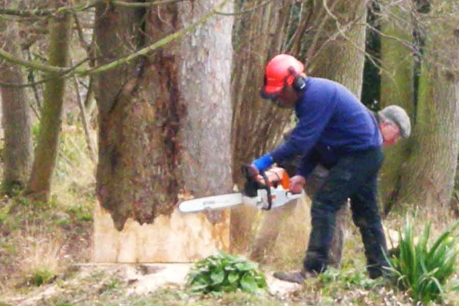 Tree Felling