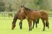 Equestrian Services - Broadmead Estates Limited