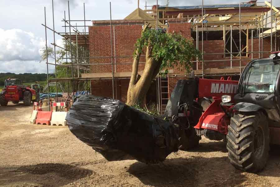Large Tree Planting